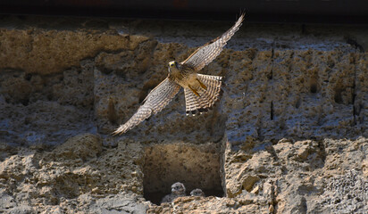 A flying falcon guards its nest with chicks, located in a niche of an ancient temple, on the shores of the Mediterranean Sea.