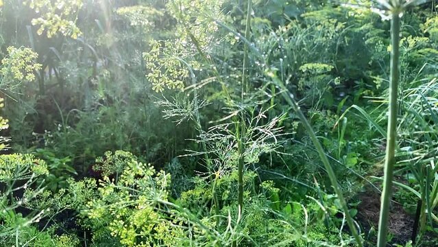 Video of green fennel, dill plant in green garden, orchard in countryside. Ripe vegetables and plants as seasoning and harvest. Homemade, homegrown farm eating, produce. Detox and antioxidant