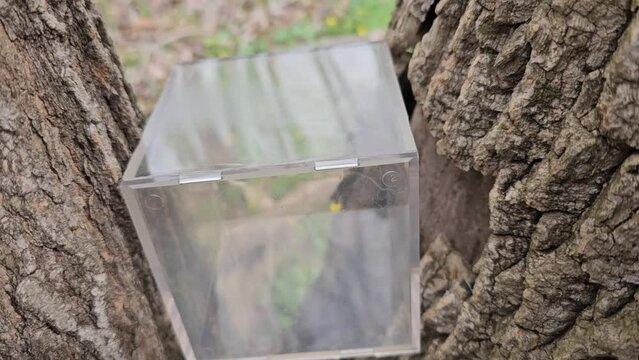 Transparent acrylic cube hidden in fork of tree for geocaching discovery