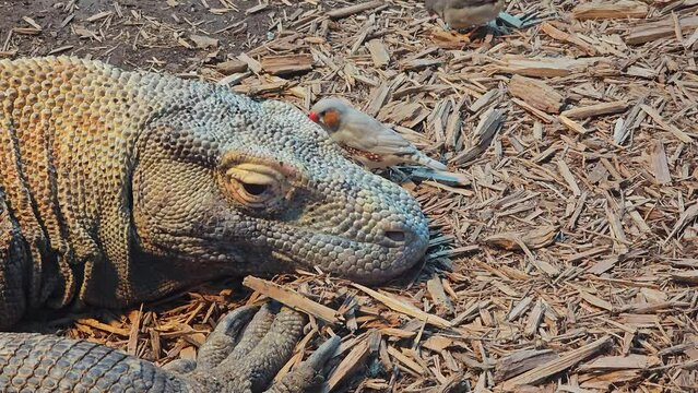 Komodo dragon laying on ground with small birds walking around