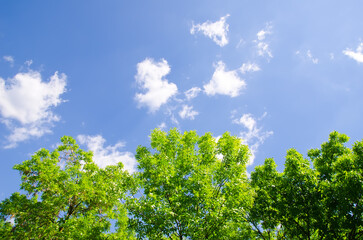 Fototapeta na wymiar trees and sky with clouds