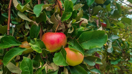 Autumn seasonal sweet fruits close up. Green red ripe apples branch on kitchen garden tree. 
