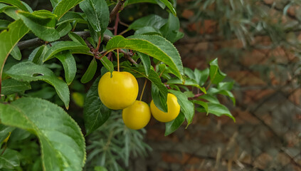 Yellow  ripe cherry plums  on the branch of fruit tree in garden. Sweet Myrobalan plums growing with copy space.