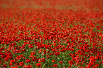 red poppy field with sun