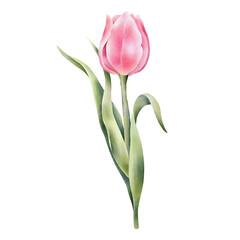 Pink watercolor tulip with green leaf. Hand drawn watercolor illustration