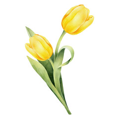 Yellow watercolor tulip with green leaf. Hand drawn watercolor illustration