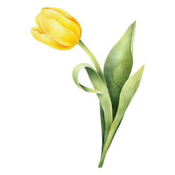 Yellow watercolor tulip with green leaf. Hand drawn watercolor illustration