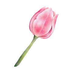 Pink watercolor tulip. Hand drawn watercolor illustration