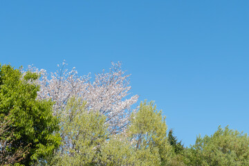 Obraz premium 晴れ渡る春の日 青空と新緑の木々