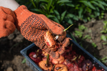 the hand plants bulbs of flowers in the soil. Hand holding a gladiolus bulb before planting in the ground