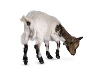 Cute white with brown Pygmy goat, standing facing back. Head down like eating. Isolated on a white background.