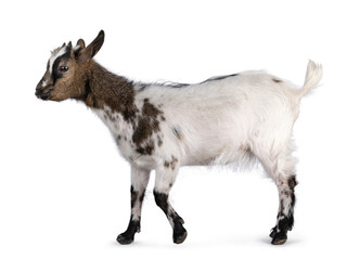 Cute white with brown Pygmy goat, standing or walking side ways. Looking side ways away from camera. Isolated on a white background.