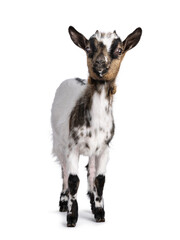 Cute white with brown Pygmy goat, standing facing front. Looking straight towards camera showing both eyes. Isolated on a white background.