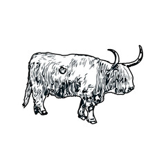 black and white sketch of a bull with transparent background