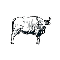 black and white sketch of a bull with transparent background