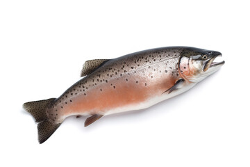Naklejka premium image of salmon fish on white background. Underwater Animals. Foods. illustration, generative AI.