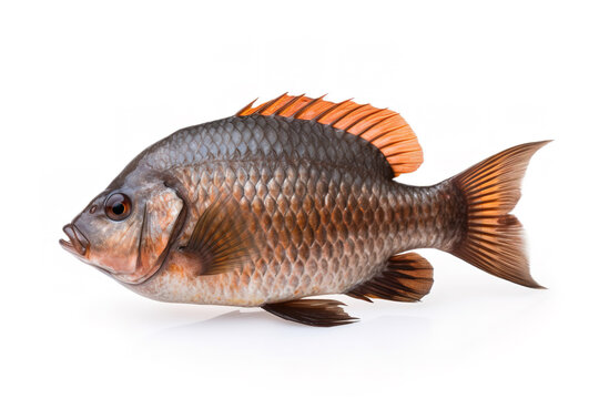 image of tilapia fish on white background. Underwater Animals. Foods. illustration, generative AI.