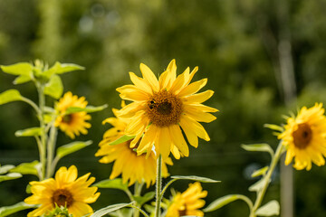 sunflowers in the garden, flowers image in the garden