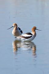 pair of avocets