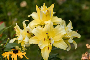 Lily Exotic Sun double yellow flowers - OT-Hybrid