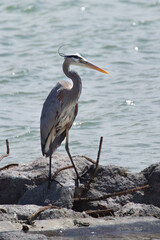 great blue heron