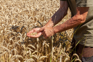 Agriculture et ressources alimentaires - Agriculteur observant des grains de blé  dans la paume de sa main devant un champ de céréales avant la récolte