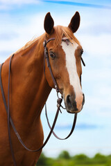 Quarter Horse
