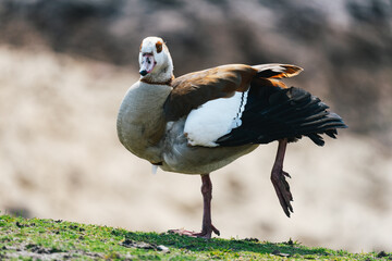 The Egyptian goose (Alopochen aegyptiaca) standing on one leg