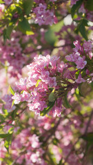 Flores rosas en ramas de arbusto en jard&iacute;n