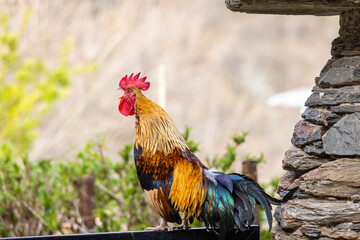 Cock in a farm in Asturias, Spain