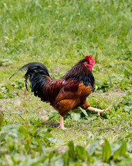 Cock in a farm in Asturias, Spain