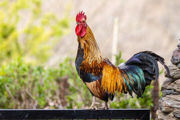 Cock in a farm in Asturias, Spain