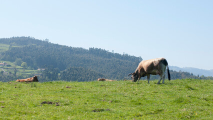 Vaca marrón en pradera verde de Asturias