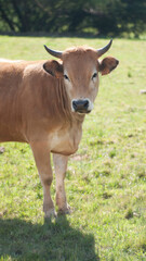 Naklejka na ściany i meble Vaca marrón en pradera verde de Asturias