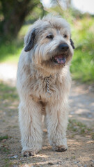 Perro pastor catalán en camino rural