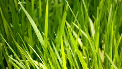 Fototapeta na wymiar Hojas verdes brillantes de hierba silvestre