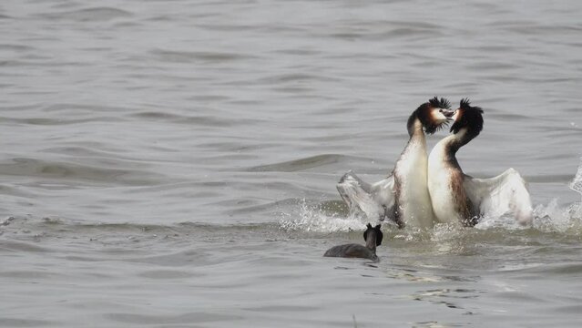 Great Crested Grebe (Podiceps cristatus). Foreign male great grebe attacks a dancing couple. Males fight for the female. Female watches the battle from the side