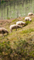 Obraz na płótnie Canvas Rebaño de ovejas en ladera seca de finca