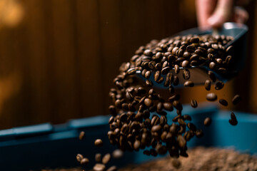 a factory worker collects freshly roasted aromatic coffee beans with a spatula for sale