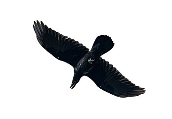 Silhouette of raven in flight isolated
