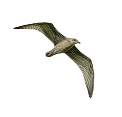 Seagull in flight isolated on transparent