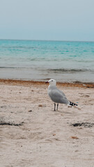 Seagull on the beach