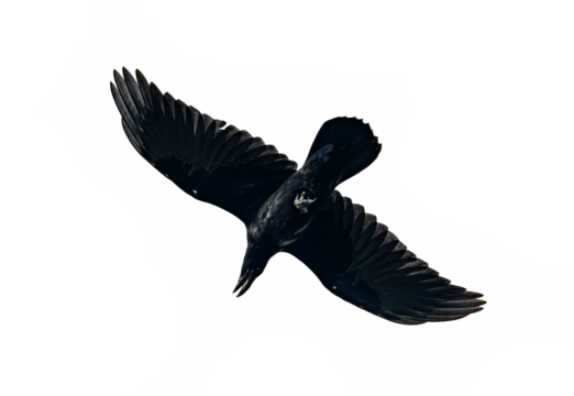 Silhouette of raven in flight isolated