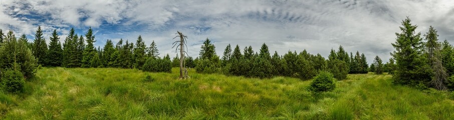 panorama pine and spruce forest and meadow