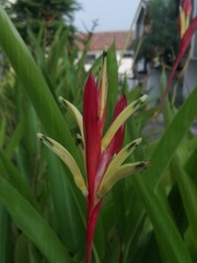 Photograph of plants surrounded with green leaves in the garden.