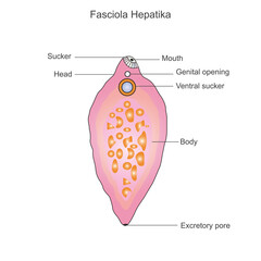 Fasciola hepatica. Structure of liver fluke.Parasitic trematode.vector illustration.
