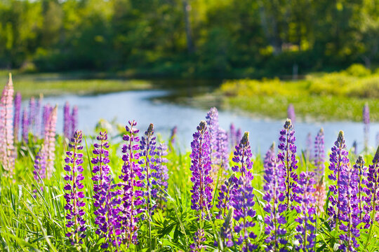 Lupines infront of curvy stream