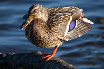 Anas platyrhynchos female is a mediterranean duck in aiguamolls emporda girona catalonia spain