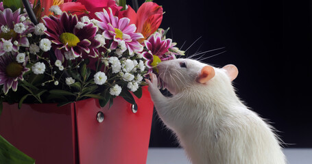 Domestic white rat sniffs flowers