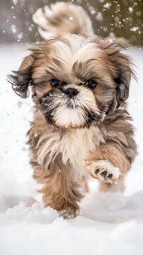 A Cute Fluffy Shih Tzu puppy running on a snowy ground, Generative AI